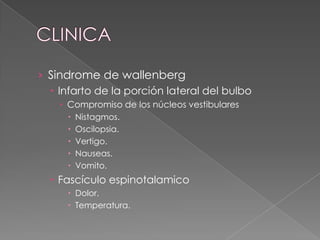› Sindrome de wallenberg
   Infarto de la porción lateral del bulbo
     Compromiso de los núcleos vestibulares
         Nistagmos.
         Oscilopsia.
         Vertigo.
         Nauseas.
         Vomito.
   Fascículo espinotalamico
       Dolor.
       Temperatura.
 
