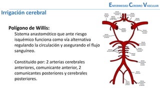 ENFERMEDAD CEREBRO VASCULAR
Irrigación cerebral
Polígono de Willis:
Sistema anastomótico que ante riesgo
isquémico funciona como vía alternativa
regulando la circulación y asegurando el flujo
sanguíneo.
Constituido por: 2 arterias cerebrales
anteriores, comunicante anterior, 2
comunicantes posteriores y cerebrales
posteriores.
 