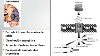 • Entrada intracelular masiva de
calcio
• Disminución energética
• Acumulación de radicales libres
• Presencia de aminoácidos
citotóxicos
 
