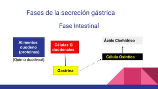 Fases de la secreción gástrica
Fase Intestinal
(Quimo duodenal)
Alimentos
duodeno
(proteínas)
Células G
duodenales
Gastrina
Célula Oxíntica
Ácido Clorhídrico
 