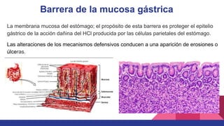 Barrera de la mucosa gástrica
La membrana mucosa del estómago; el propósito de esta barrera es proteger el epitelio
gástrico de la acción dañina del HCl producida por las células parietales del estómago.
Las alteraciones de los mecanismos defensivos conducen a una aparición de erosiones o
úlceras.
 