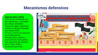 Mecanismos defensivos
Capa de moco y HCO3
Gel viscoso constituido por
glucoproteínas, y secretado
por células epiteliales.
Tiene dos capas, superficial
soluble y profundo insoluble
que atrapa HCO3
El moco y HCO3 son barrera a
la retrodifusión de
hidrogeniones, pepsina y
otros factores necrosantes.
Este gel puede ser alterado
por H. Pylori, AINE y
sustancias químicas.
 