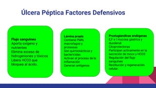 Úlcera Péptica Factores Defensivos
Flujo sanguíneo
Aporta oxígeno y
nutrientes
Elimina exceso de
hidrogeniones y tóxicos
Libera HCO3 que
bloquea al ácido.
Lámina propia
Contiene PMN,
macrofagos y
proteasas
Son quimiotácticos y
bactericidas
Activan el proceso de la
inflamación
Generan antígenos
Prostaglandinas endógenas
E,F e I mucosa gástrica y
duodenal
Citoprotectoras
Participan activamente en la
secreción de moco y HCO3
Regulación del flujo
sanguíneo
Restitución y regeneración
celular.
 