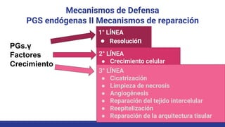 Mecanismos de Defensa
PGS endógenas II Mecanismos de reparación
PGs.γ
Factores
Crecimiento
1° LÍNEA
● Resolución
2° LÍNEA
● Crecimiento celular
3° LÍNEA
● Cicatrización
● Limpieza de necrosis
● Angiogénesis
● Reparación del tejido intercelular
● Reepitelización
● Reparación de la arquitectura tisular
 