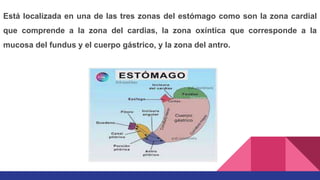 Está localizada en una de las tres zonas del estómago como son la zona cardial
que comprende a la zona del cardias, la zona oxíntica que corresponde a la
mucosa del fundus y el cuerpo gástrico, y la zona del antro.
 