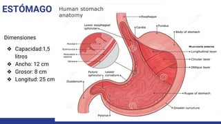 ESTÓMAGO
Dimensiones
❖ Capacidad:1,5
litros
❖ Ancho: 12 cm
❖ Grosor: 8 cm
❖ Longitud: 25 cm
 