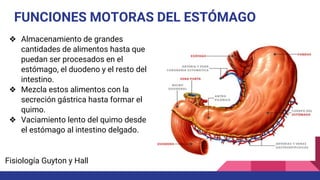FUNCIONES MOTORAS DEL ESTÓMAGO
❖ Almacenamiento de grandes
cantidades de alimentos hasta que
puedan ser procesados en el
estómago, el duodeno y el resto del
intestino.
❖ Mezcla estos alimentos con la
secreción gástrica hasta formar el
quimo.
❖ Vaciamiento lento del quimo desde
el estómago al intestino delgado.
Fisiología Guyton y Hall
 