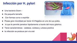 Infección por H. pylori
★ Una bacteria Gram -
★ De pequeño tamaño
★ Con formas curva o espirilar
★ Posee gran movilidad por tener 4-6 flagelos en uno de sus polos,
★ lo que le permite penetrar rápidamente a través del moco gástrico.
★ Tiene características: catalasa, oxidasa y ureasa positiva
★ la infección se produce por vía oral
 