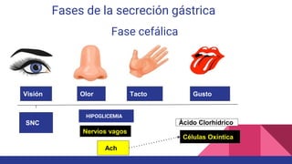 Fases de la secreción gástrica
Fase cefálica
Visión Olor Tacto Gusto
SNC
Nervios vagos
Ach
Células Oxíntica
Àcido Clorhídrico
HIPOGLICEMIA
 