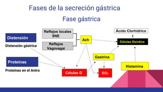 Fases de la secreción gástrica
Fase gástrica
Distensión gástrica
Proteínas en el Antro
Distensión
Proteínas
Reflejos locales
SNE
Reflejos
Vagovagal
Ach
Células Oxíntica
Ácido Clorhídrico
Gastrina
Histamina
ECL
Células G
 