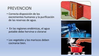 PREVENCION
• Correcta disposición de los
excrementos humanos y la purificación
de las reservas de agua.
• En las regiones endémicas, el agua
potable debe hervirse o clorarse
• Los vegetales y los mariscos deben
cocinarse bien.
 