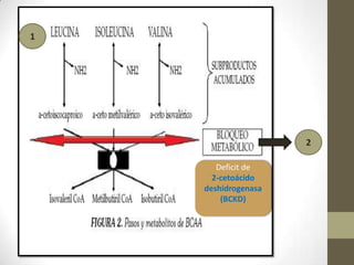 1
2
Deficit de
2-cetoácido
deshidrogenasa
(BCKD)
 