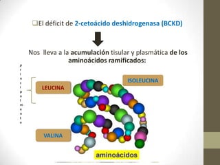 El déficit de 2-cetoácido deshidrogenasa (BCKD)
Nos lleva a la acumulación tisular y plasmática de los
aminoácidos ramificados:
ISOLEUCINA
LEUCINA
VALINA
p
r
i
n
c
i
p
a
l
m
e
n
t
e
 