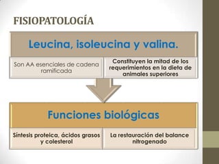 FISIOPATOLOGÍA
Funciones biológicas
Síntesis proteica, ácidos grasos
y colesterol
La restauración del balance
nitrogenado
Leucina, isoleucina y valina.
Son AA esenciales de cadena
ramificada
Constituyen la mitad de los
requerimientos en la dieta de
animales superiores
 
