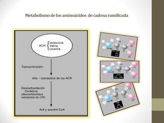 Metabolismodelosaminoácidos decadenaramificada
 