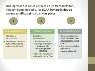 Tras ingresar a la célula a través de un transportador L
independiente de sodio, los BCAA (Aminoácidos de
cadena ramificada) realizan tres pasos:
DESCARBAMILACION
• Citosolica o
mitocondrial
• Da como producto un
BCKA(cetoacido de
cadena ramificada)
DESCARBIXILACION
• Oxidativa
mitocondrial
• Catalizado por un
complejo enzimático
2-cetoácido
deshidrogenasa
(BCKD)
• Da como resultado
subproductos de CoA.
DESHIDROGENACION
• Da como productos
finales Succinil CoA,
Acetoacetato,Acetil
CoA.
• Que ingresan al ciclo
de Krebs o
gluconeogénesis
1 32
 