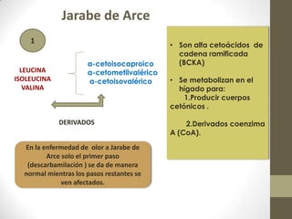 a-cetoisocaproico
a-cetometilvalérico
a-cetoisovalérico
LEUCINA
ISOLEUCINA
VALINA
• Son alfa cetoácidos de
cadena ramificada
(BCKA)
• Se metabolizan en el
hígado para:
1.Producir cuerpos
cetónicos .
2.Derivados coenzima
A (CoA).
DERIVADOS
1
En la enfermedad de olor a Jarabe de
Arce solo el primer paso
(descarbamilación ) se da de manera
normal mientras los pasos restantes se
ven afectados.
Jarabe de Arce
 