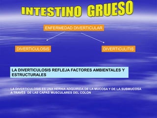 ENFERMEDAD DIVERTICULAR
DIVERTICULOSIS DIVERTICULITIS
LA DIVERTICULOSIS REFLEJA FACTORES AMBIENTALES Y
ESTRUCTURALES
LA DIVERTICULOSIS ES UNA HERNIA ADQUIRIDA DE LA MUCOSA Y DE LA SUBMUCOSA
A TRAVÈS DE LAS CAPAS MUSCULARES DEL COLON
 
