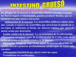 CONTINUACIÓN DE ENFERMEDAD DE CROHN ..…
los pliegues de la mucosa se desarrollan fisuras estrechas. Cuando
las fisuras siguen evolucionando, pueden producir fístulas, que co-
munican con una víscera adyacente.
Inflamación de la mucosa: Los neutrófilos infiltran criptas aisla-
das; cuando el número de neutrófilos que atraviesan el epitelio de u-
na cripta es suficiente, se forma un absceso críptico, que general-
mente acaba por destruirla.
Lesión crónica de la mucosa: La característica de la enfermedad
inflamatoria intestinal, tanto de la enfermedad de Crohn como de la
colitis ulcerosa, es la lesión crónica de la mucosa.
Ulceración: Puede ser superficial, minar la mucosa adyacente en
sentido lateral o penetrar profundamente en las capas de tejido sub-
yacentes.
Inflamación transmural que afecta todas las capas.
Granulomas no caseificantes.
 