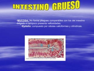 •MUCOSA: No forma pliegues comparables con los del intestino
delgado ni tampoco presenta vellosidades.
•Epitelio: compuesto por células caliciformes y cilíndricas.
 