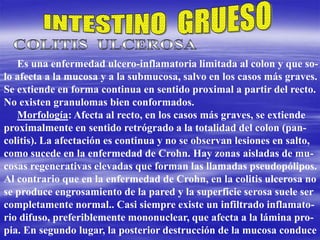 Es una enfermedad ulcero-inflamatoria limitada al colon y que so-
lo afecta a la mucosa y a la submucosa, salvo en los casos más graves.
Se extiende en forma continua en sentido proximal a partir del recto.
No existen granulomas bien conformados.
Morfología: Afecta al recto, en los casos más graves, se extiende
proximalmente en sentido retrógrado a la totalidad del colon (pan-
colitis). La afectación es continua y no se observan lesiones en salto,
como sucede en la enfermedad de Crohn. Hay zonas aisladas de mu-
cosas regenerativas elevadas que forman las llamadas pseudopólipos.
Al contrario que en la enfermedad de Crohn, en la colitis ulcerosa no
se produce engrosamiento de la pared y la superficie serosa suele ser
completamente normal.. Casi siempre existe un infiltrado inflamato-
rio difuso, preferiblemente mononuclear, que afecta a la lámina pro-
pia. En segundo lugar, la posterior destrucción de la mucosa conduce
 