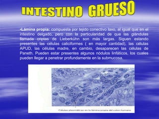 •Lámina propia: compuesta por tejido conectivo laxo, al igual que en el
intestino delgado, pero con la particularidad de que las glándulas
llamada criptas de Lieberkühn son más largas. Siguen estando
presentes las células caliciformes ( en mayor cantidad), las células
APUD, las células madre, en cambio, desaparecen las células de
Paneth. Pueden estar presentes algunos nódulos linfáticos, los cuales
pueden llegar a penetrar profundamente en la submucosa.
 