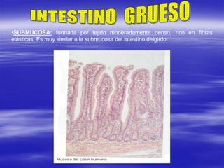 •SUBMUCOSA: formada por tejido moderadamente denso, rico en fibras
elásticas. Es muy similar a la submucosa del intestino delgado.
 