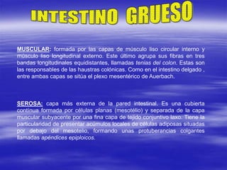MUSCULAR: formada por las capas de músculo liso circular interno y
músculo liso longitudinal externo. Este último agrupa sus fibras en tres
bandas longitudinales equidistantes, llamadas tenias del colon. Estas son
las responsables de las haustras colónicas. Como en el intestino delgado ,
entre ambas capas se sitúa el plexo mesentérico de Auerbach.
SEROSA: capa más externa de la pared intestinal. Es una cubierta
contínua formada por células planas (mesotélio) y separada de la capa
muscular subyacente por una fina capa de tejido conjuntivo laxo. Tiene la
particularidad de presentar acúmulos locales de células adiposas situadas
por debajo del mesotelio, formando unas protuberancias colgantes
llamadas apéndices epiploicos.
 