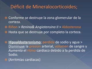 Déficit de Mineralocorticoides;Conforme se destruye la zona glomerular de la corteza.Riñon > Renina& Angiotensina II > AldosteronaHasta que se destruye por completo la corteza.Hipoaldosteronismo; perdida de sodio y agua > Disminuye la presion arterial, volumen de sangre y Aumenta el ritmo cardiaco debido a la perdida de Sodio.(Arritmias cardiacas)