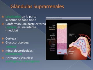 Glándulas SuprarrenalesLocalizados en la parte superior de cada riñónConforman una parte externa     (corteza) y una interna (medula) Corteza ; Glucocorticoides: cortisolmineralocorticoides: aldosteronaHormonas sexuales: androgenos y estrogenos