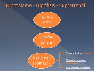 Hipotálamo - Hipófisis - SuprarrenalGlucocorticoides;  CortisolMineralocorticoides;AldosteronaAndrógenos y Estrógenos
