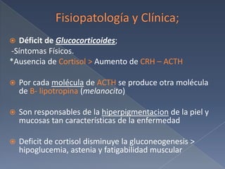 Fisiopatología y Clínica;Déficit de Glucocorticoides; -Síntomas Físicos.*Ausencia de Cortisol > Aumento de CRH – ACTHPor cada molécula de ACTH se produce otra molécula de B- lipotropina(melanocito)Son responsables de la hiperpigmentacion de la piel y mucosas tan características de la enfermedadDeficit de cortisol disminuye la gluconeogenesis > hipoglucemia, astenia y fatigabilidad muscular