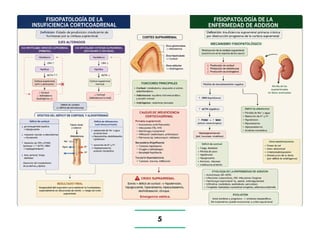 Comprehensive Overview of Addison's Disease: Diagnosis, Etiology, and ...