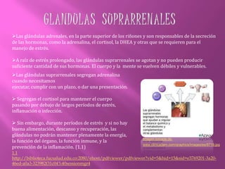 GLANDULAS  SUPRARRENALESLas glándulas adrenales, en la parte superior de los riñones y son responsables de la secreción de las hormonas, como la adrenalina, el cortisol, la DHEA y otras que se requieren para el manejo de estrés. 