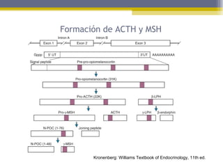 Formación de ACTH y MSH
Kronenberg: Williams Textbook of Endocrinology, 11th ed.
 