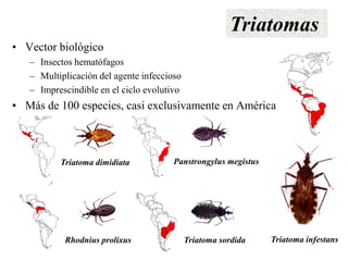 Enfermedad de chagas | PPT