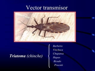 Vector transmisor
Triatoma (chinche)
Barbeiro
Vinchuca
Chupansa
Hupao
Bicudo
Procotó
 