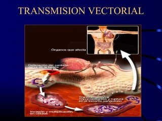 TRANSMISION VECTORIAL
 
