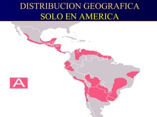 DISTRIBUCION GEOGRAFICA
SOLO EN AMERICA
 