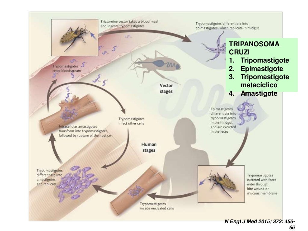 14 de abril, Día Mundial de la Enfermedad de Chagas Diario Salud