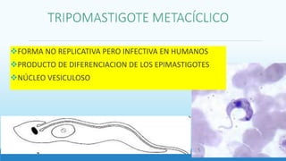 FORMA NO REPLICATIVA PERO INFECTIVA EN HUMANOS
PRODUCTO DE DIFERENCIACION DE LOS EPIMASTIGOTES
NÚCLEO VESICULOSO
 