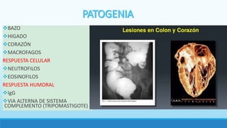 BAZO
HIGADO
CORAZÓN
MACROFAGOS
RESPUESTA CELULAR
NEUTROFILOS
EOSINOFILOS
RESPUESTA HUMORAL
IgG
VIA ALTERNA DE SISTEMA
COMPLEMENTO (TRIPOMASTIGOTE)
 