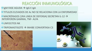 IgM FASE AGUDA  IgG E IgA
TITULOS ELEVADOS DE Ac NO SE RELACIONA CON LA ENFERMEDAD
MACRÓFAGOS (1RA LINEA DE DEFENSA) SECRETAN IL-12 
INTERFERÓN GAMMA, TNF- ALFA
LINFOCITOS NK
TRIPOMASTIGOTE  INHIBE CONVERTASA C3
 