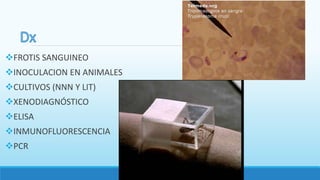 FROTIS SANGUINEO
INOCULACION EN ANIMALES
CULTIVOS (NNN Y LIT)
XENODIAGNÓSTICO
ELISA
INMUNOFLUORESCENCIA
PCR
 