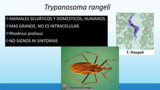 ANIMALES SELVÁTICOS Y DOMESTICOS, HUMANOS.
MAS GRANDE, NO ES INTRACELULAR.
Rhodnius prolixus
NO SIGNOS NI SINTOMAS
 