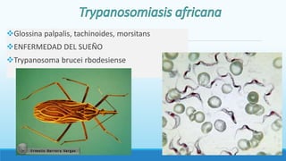 Glossina palpalis, tachinoides, morsitans
ENFERMEDAD DEL SUEÑO
Trypanosoma brucei rbodesiense
 