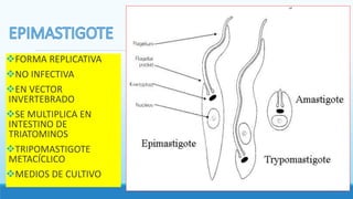 FORMA REPLICATIVA
NO INFECTIVA
EN VECTOR
INVERTEBRADO
SE MULTIPLICA EN
INTESTINO DE
TRIATOMINOS
TRIPOMASTIGOTE
METACÍCLICO
MEDIOS DE CULTIVO
 