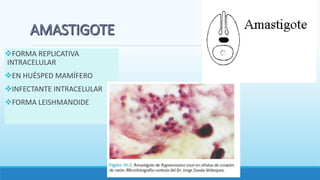 FORMA REPLICATIVA
INTRACELULAR
EN HUÉSPED MAMÍFERO
INFECTANTE INTRACELULAR
FORMA LEISHMANOIDE
 