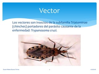 Los vectores son insectos de la subfamilia Triatominae
(chinches) portadores del parásito causante de la
enfermedad: Trypanosoma cruzi.
Vector
11/10/2016Duvan Mateo Bustos Porras 2
 