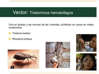 Enfermedad de chagas | PPTX